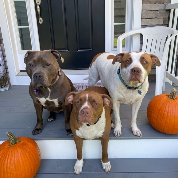 Like this Listing to be Notified of Future Show’s
SHOW SCHEDULE HERE! - Picture 4 of 8